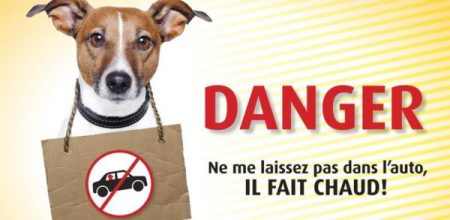 Danger-ne-laissez-pas-votre-chien-dans-la-voiture