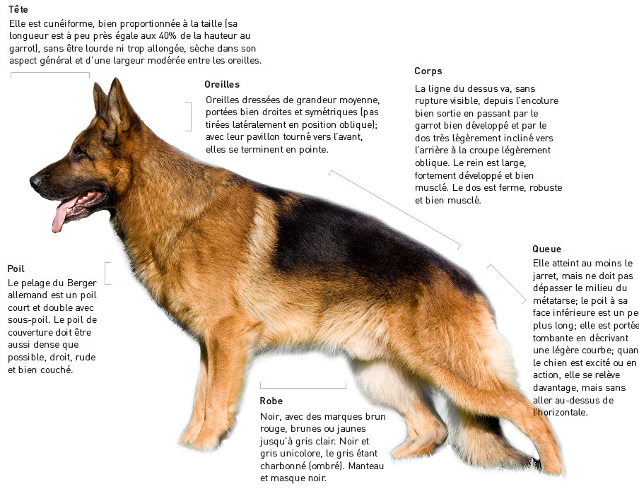 caracteristiques-berger-allemand