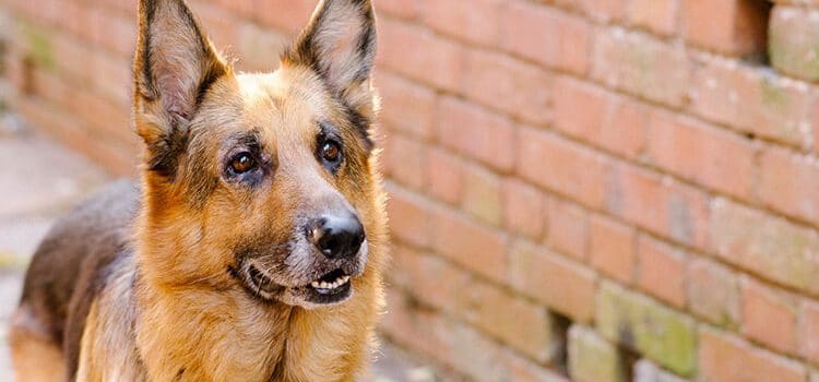 Top 10 des races de chien de garde Top 10 des races de chien de garde