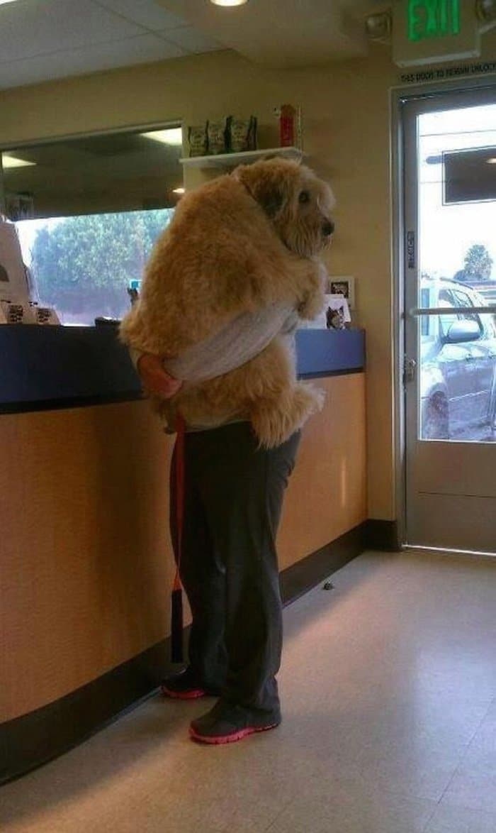 chien-veterinaire-02