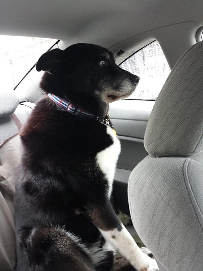 chien-veterinaire-04
