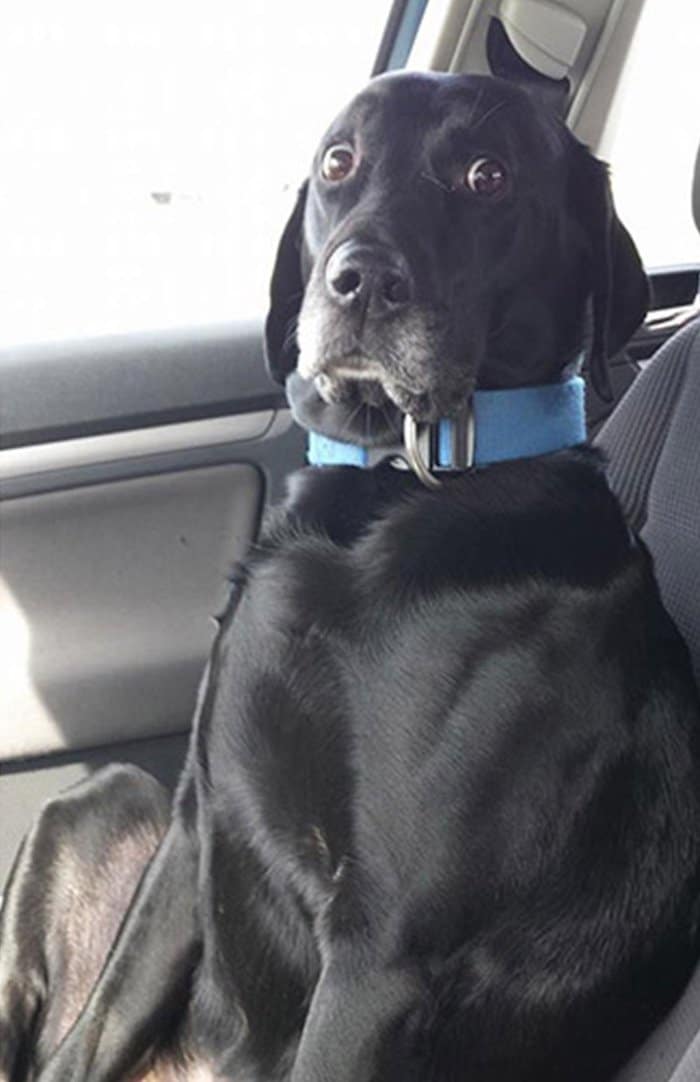 chien-veterinaire-06