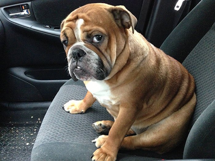 chien-veterinaire-08