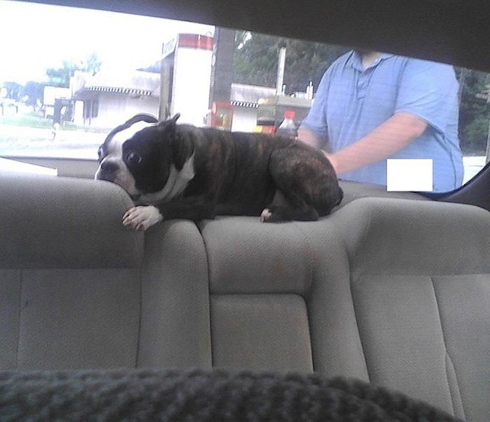 chien-veterinaire-09
