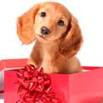 chiencadeau