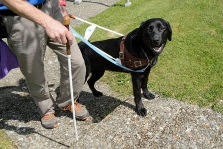 chiens-guides-daveugle