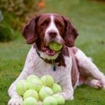 dog-with-lots-of-tennis-balls