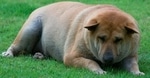 Tired depressed