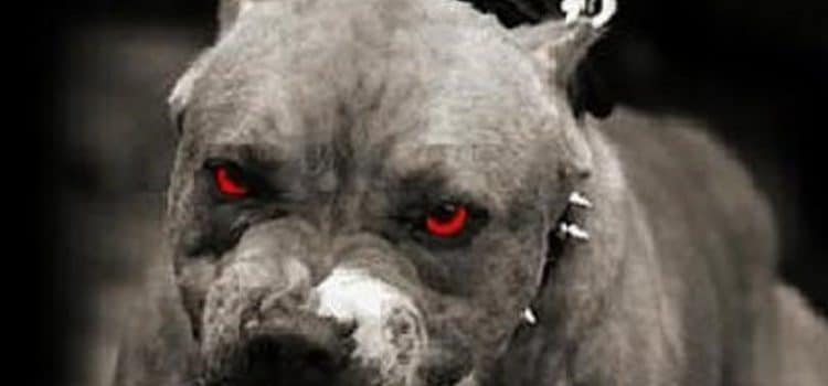 Chiens dangereux et mesures débattues Chiens dangereux et mesures débattues