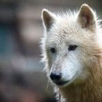 loup