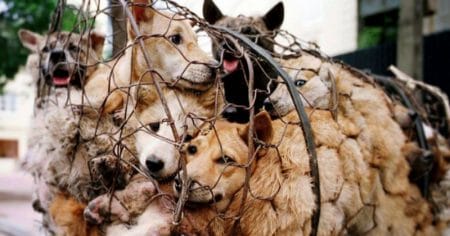 yulin-large-fb-5763ceec11930
