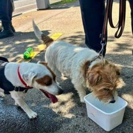 Deux chiens Enfermés et en plein soleil