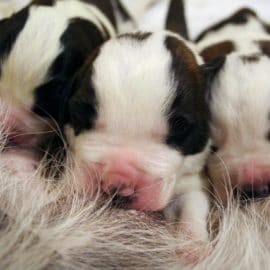 Naissance de dix nouveaux Saint-Bernard à Martigny