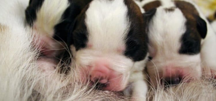 Naissance de dix nouveaux Saint-Bernard à Martigny