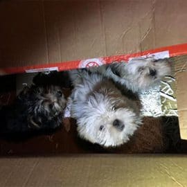 Les chiots avaient voyagé 24 heures dans un carton