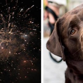 6 Astuces Efficaces pour Calmer Votre Chien Pendant les Feux d’Artifice !