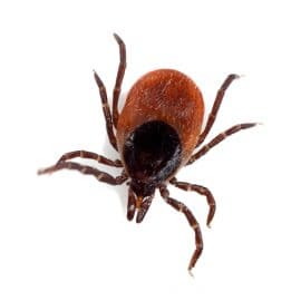 Alerte aux tiques ! dans plusieurs régions de Suisse