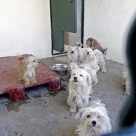 Le couple de retraités aux 78 chiens condamné