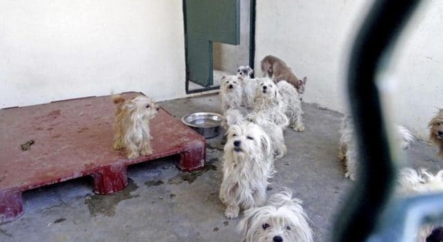 Le couple de retraités aux 78 chiens condamné