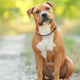 Chienne amstaff retirée à sa famille six ans après avoir été adoptée