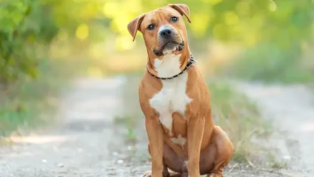 Chienne amstaff retirée à sa famille six ans après son adoption