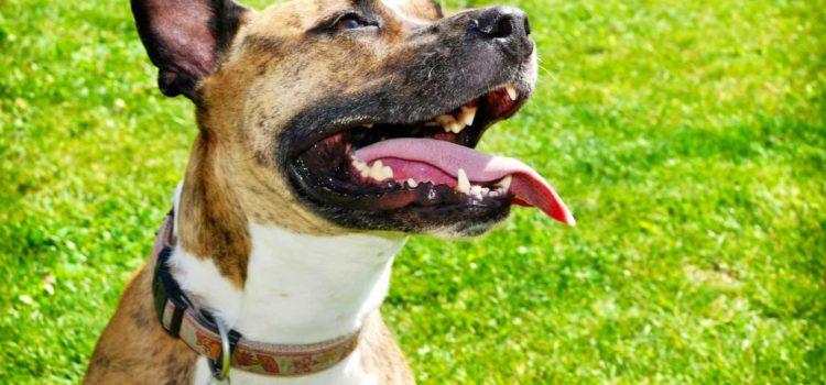 Le nombre de chiens dans les foyers suisses explose