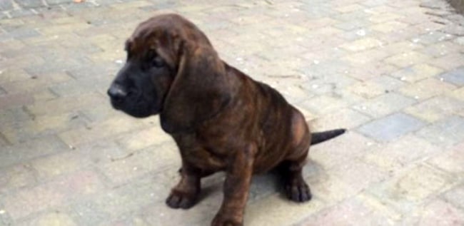 Un chien spécialisé pour rechercher les disparus