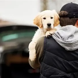 Attention aux dognappeurs !