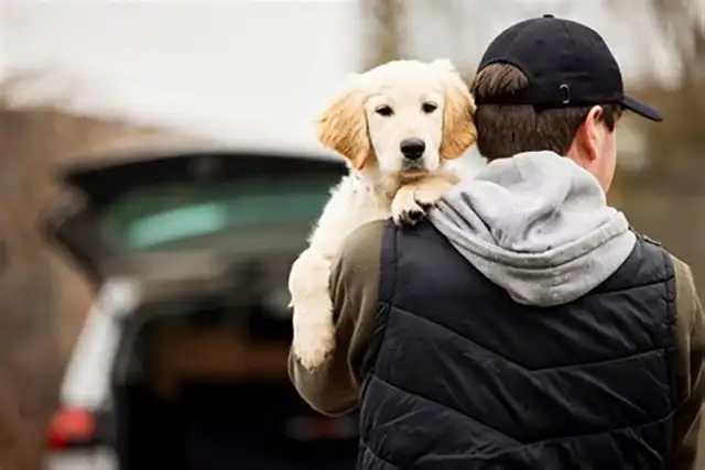 Attention aux dognappeurs !