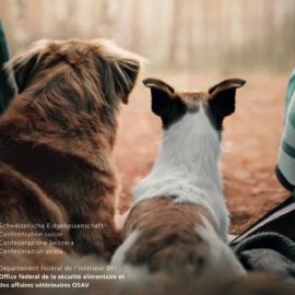 Voyager avec son Animal de Compagnie