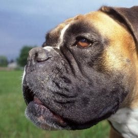 Les multiples récidives du maître des boxers mordeurs