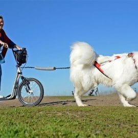Découvrez le Canicross en Suisse