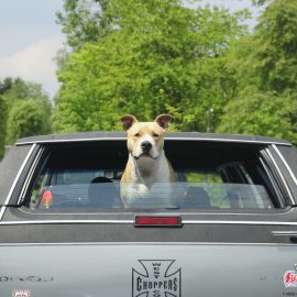 Mon chien en voiture : Les règles de sécurité