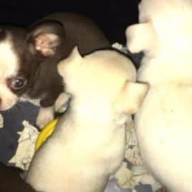 Quatre chiots chihuahua passé en fraude