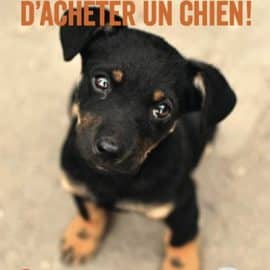 Conseils avant d’acheter un chien