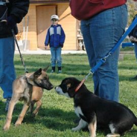 En Valais, les nouveaux détenteurs de chiens devront suivre un cours