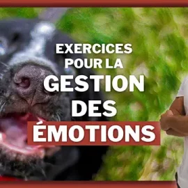 Comment améliorer l’écoute et la gestion des émotions de votre chien ?