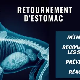 Le Retournement de l’Estomac chez le Chien