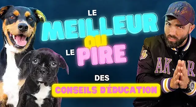 Les PIRES et les MEILLEURS conseils d’éducation canine