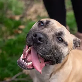 367 Pit Bulls sauvés grâce à l’intervention du FBI
