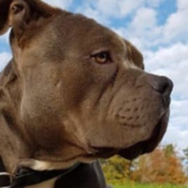 Un chien volé juste avant le réveillon