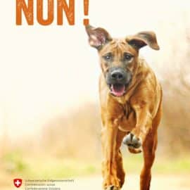 Peur des chiens ? Non !