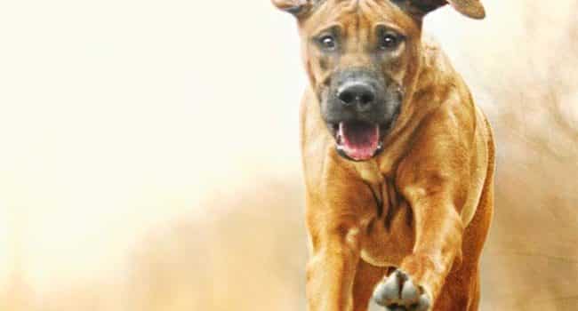 Peur des chiens ? Non !