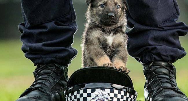 Police Dogs Photography