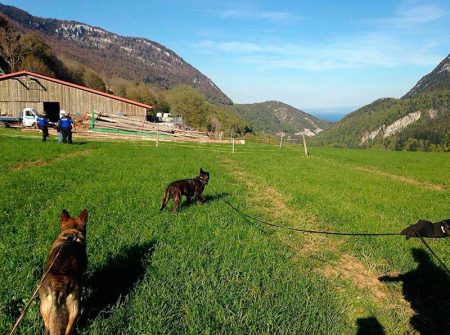 Voleurs pincés derrière un rocher par un chien policier