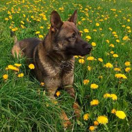 Voleurs pincés derrière un rocher par un chien policier