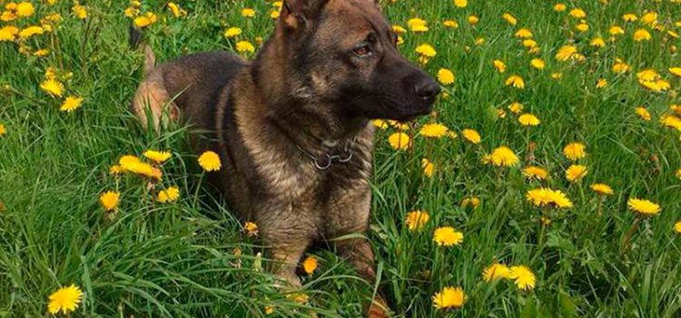Voleurs pincés derrière un rocher par un chien policier