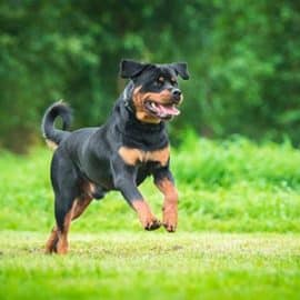 Interdiction de la race Rottweiler dans le canton de Zurich