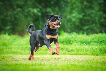 Interdiction de la race Rottweiler dans le canton de Zurich