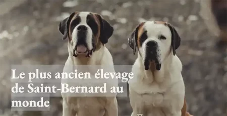 La Fondation Barry célèbre 20 ans de passion pour les Saint-Bernard !